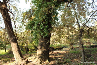 Quercia santo Stefano